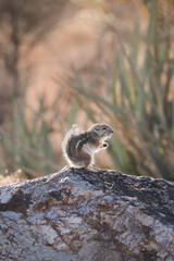 chipmunk ground squirrel on a rock in the desert
