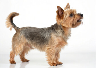 yorkshire terrier on white background