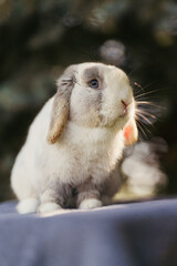 A fluffy, lop-eared rabbit sits on a soft surface with a blurred natural background, bathed in warm sunlight.