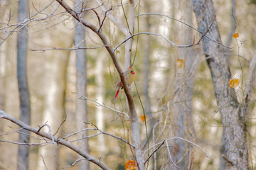 Female cardinal sitting on branch turned to the right in early winter morning. Symbol of family, memorial, death and rebirth