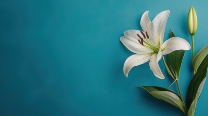 Naklejka premium Elegant White Lily on Deep Blue Background Enhancing Nature's Beauty and Serenity