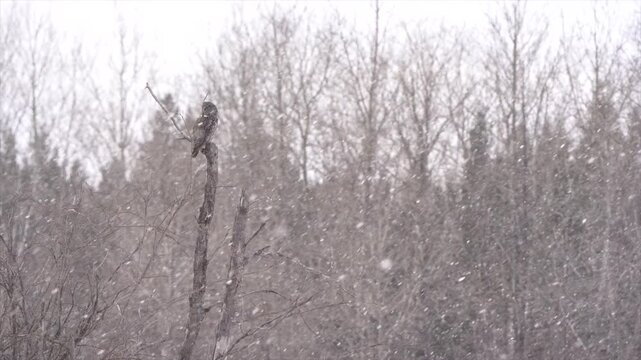 A great gray owl sits atop a dead tree and looks around while hunting during a snowstorm. Shot in 1080 at 60fps. Slow motion capable.