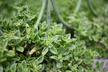 Vegetación andina, suculentas.