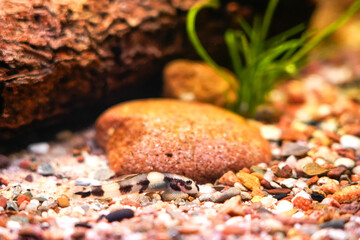 Thick lipped loach, Protomyzon pachychilus, Yaoshania pachychilus river asia suckermouth fisch. Panda loach goby, Pandaschmerle bottom feeder and algae eater, ornamental fish photography view