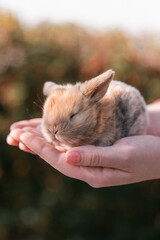 A tiny baby rabbit rests in the gentle hands of a person, bathed in warm sunlight with a soft-focus natural background.