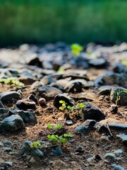 The backyard of the house has lots of gravel and grass