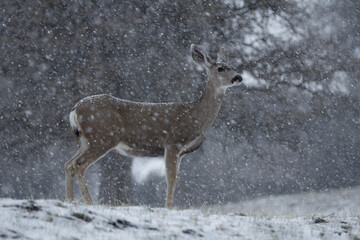 A large deer in a snowstorm. 