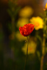 Bright red poppy stands out among vibrant yellow flowers in a serene garden at twilight