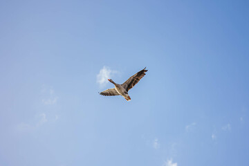 goose in the blue sky