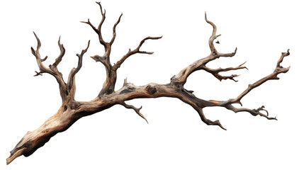 Obraz premium Detailed wooden branch with numerous twigs, featuring a natural and organic structure, perfect for rustic and nature-inspired designs. Isolated on transparent background.