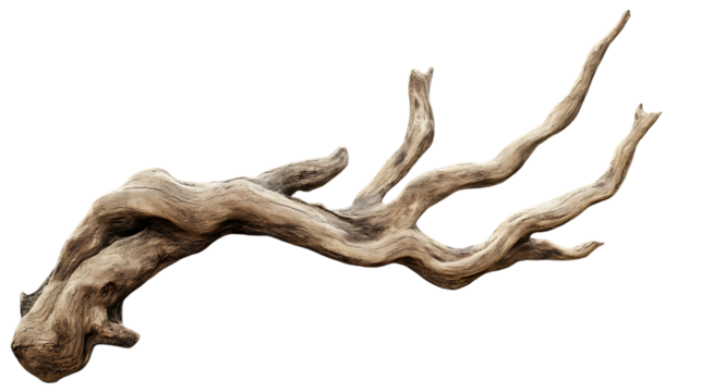 Dry wooden branch with detailed texture showcasing realistic and organic design, ideal for natural themed projects. Isolated on transparent background.