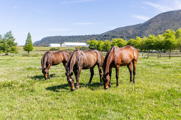 Obraz premium Horses in a Field