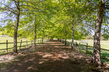 Fototapeta premium rows of trees