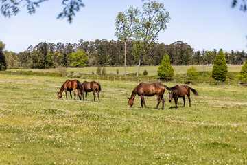 Obraz premium horses grazing in a field