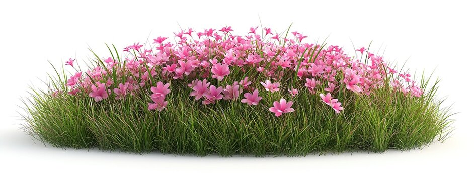 Isolated Pink Rain Lilies (Zephyranthes rosea) with Grass