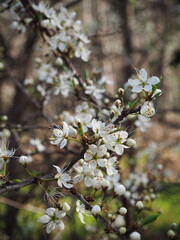 Endrino prunus spinacea 
