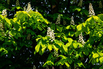 Bright green chestnut tree leaves with white flowering blossoms in spring. Sunlight highlights the vibrant foliage, creating a fresh and natural atmosphere. Perfect for nature, seasons.
