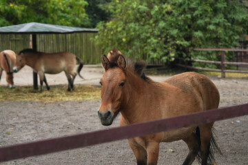 Fototapeta premium Wild horses roam freely in a scenic enclosure during a sunny afternoon