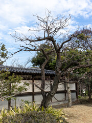 東京散歩　梅満開の浜離宮あたり