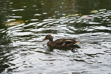 A mallard duck swims peacefully in a serene pond on a calm day