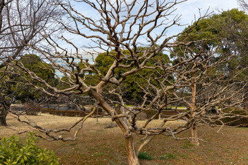 東京散歩　梅満開の浜離宮あたり