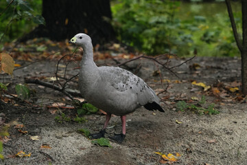 Gray bird standing on the forest floor near fallen leaves in autumn