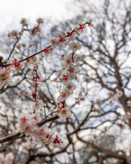 東京散歩　梅満開の浜離宮あたり