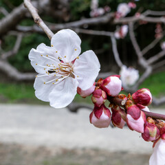東京散歩　梅満開の浜離宮あたり