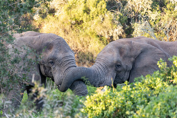 Elephants Interacting