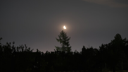 A crescent moon above a pine tree in the forest at night.