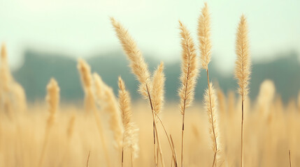 Fototapeta premium A close-up of delicate wheat stalks swaying in a soft pastel-toned field.