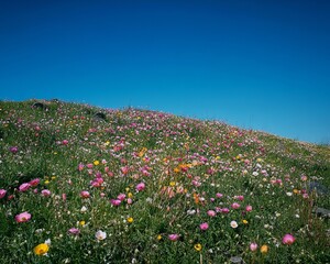 A wide shot of a field covered with multi-colored Ranunculus flowers under a clear blue sky