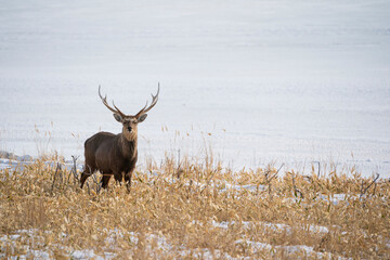 The sika deer (Cervus nippon)
