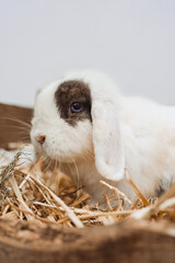 Rabbits in a wooden enclosure, one black and white and the other brown and white, nestled together on a bed of straw in a cozy farm-like setting.