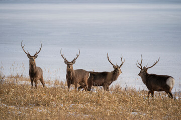 The sika deer (Cervus nippon)