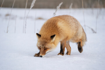 Fototapeta premium The red fox (Vulpes vulpes)