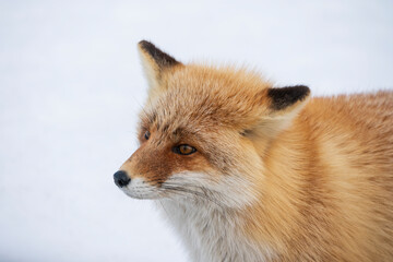 The red fox (Vulpes vulpes)