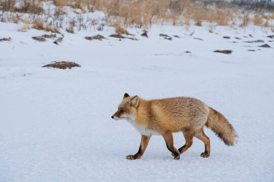 The red fox (Vulpes vulpes)