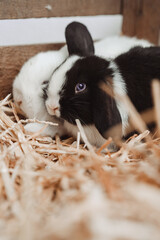 Rabbits in a wooden enclosure, one black and white and the other brown and white, nestled together...