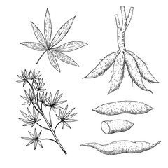 Manioc set drawing. Manihot esculenta plant and leaf and cassava root. Vector black and white ink illustration.