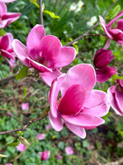 In early spring, delicate magnolia pink flowers bloom vibrantly against a backdrop of lush greenery. This stunning display captures the essence of seasonal renewal and natural beauty. Vertical photo.