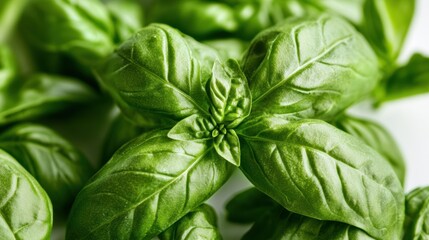 Fototapeta premium Fresh basil harvest urban garden food photography natural setting close-up culinary uses