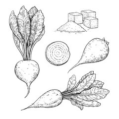 Sugar beet root, plant and slice in engraving style. Black and white vector illustration.