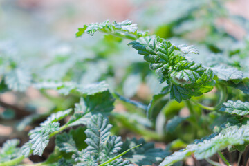 Close-up of Coldenia Procumbens with Green Textured Leaves