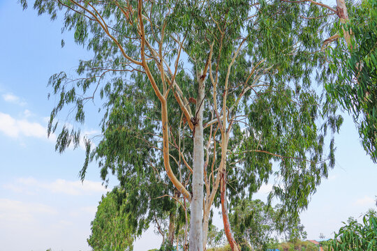 Eucalyptus Trees Reaching High into the Clear Blue Sky