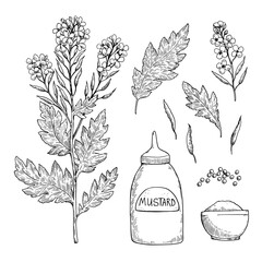 Set of mustard plant with flowers, leafs, seeds and powder. Black and white ink drawing. Vector illustration.