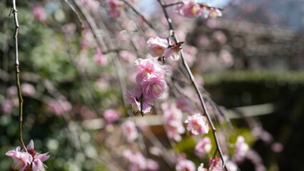 公園の梅の花