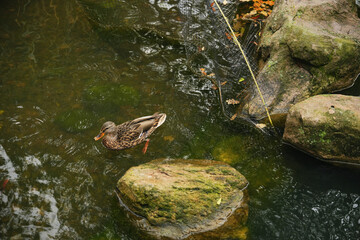 A duck swimming in a tranquil pond surrounded by rocks and greenery