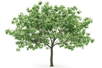 Tree with yellow flowers isolated on white background, clipping path included.