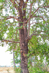 Large Tree with Lush Green Leaves in Nature